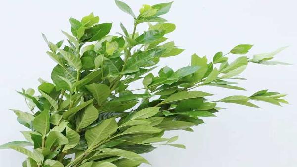 花卉中心栀子叶批发图片展示