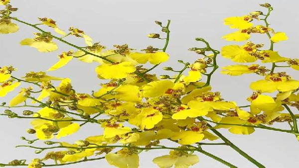 花卉中心跳舞兰(红心)批发图片展示