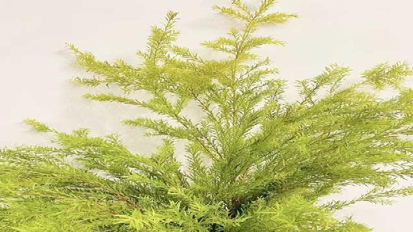 花卉中心千层金绿黄批发图片展示