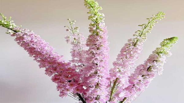 花卉中心大飞燕粉批发图片展示