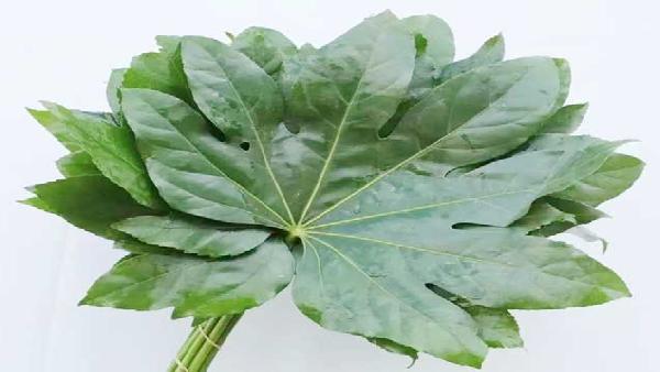 花卉中心八角叶批发图片展示