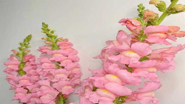 花卉中心金鱼草粉批发图片展示