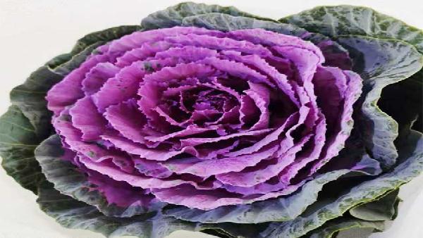 花卉中心叶牡丹紫批发图片展示