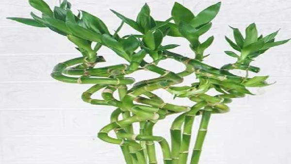 花卉中心转运竹批发图片展示