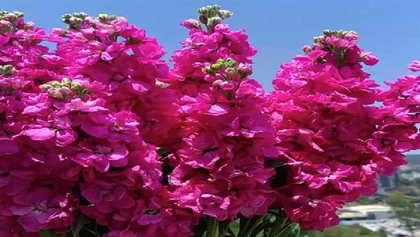 花卉中心紫罗兰玫红批发图片展示