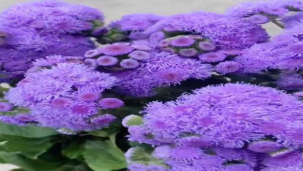 花卉中心藿香菊批发图片展示