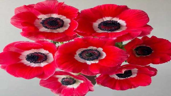 花卉中心银莲花红批发图片展示