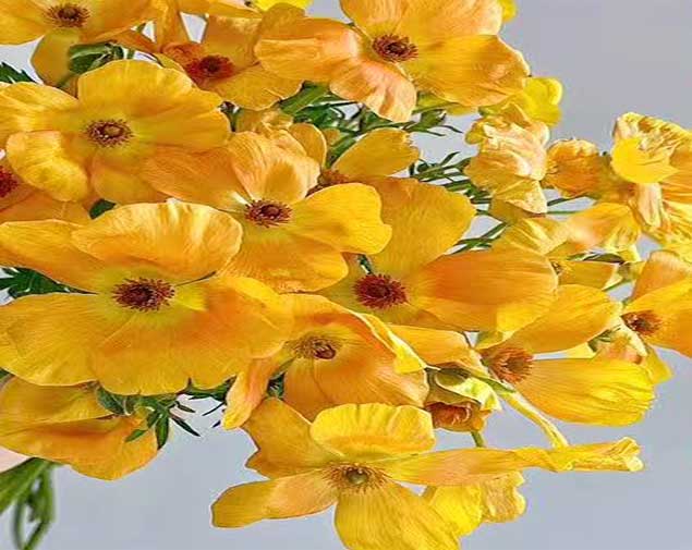 蝴蝶洋牡丹橙图