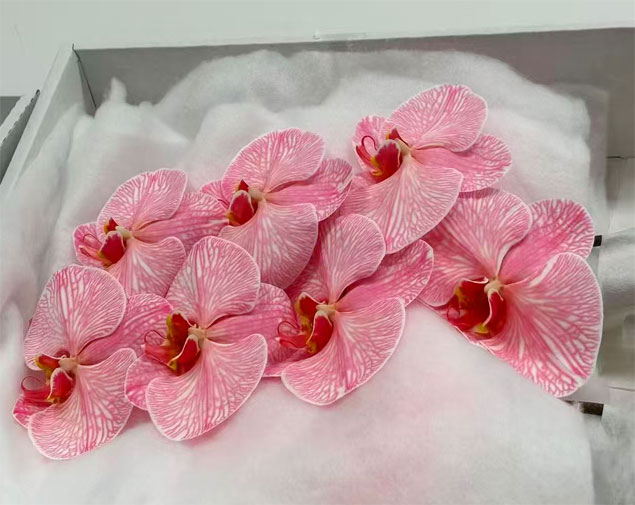 蝴蝶兰(粉红)图