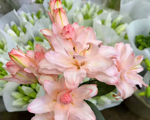 吸色粉百合3头图