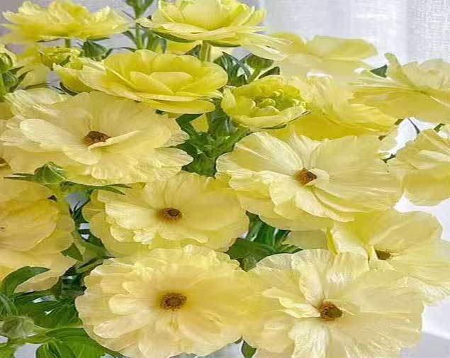 蝴蝶洋牡丹黄图