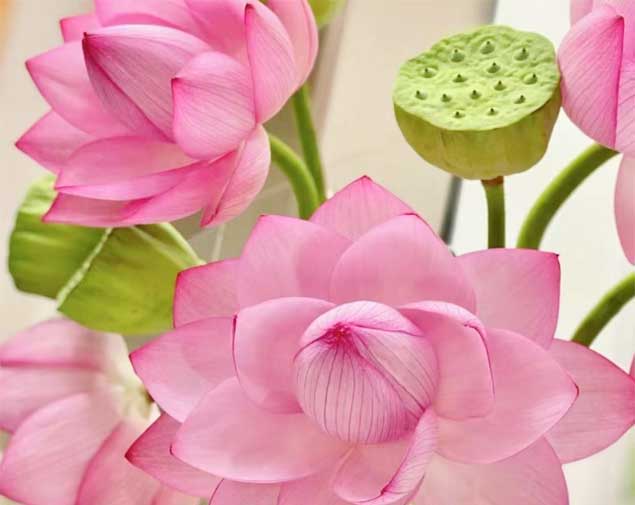 荷花粉图